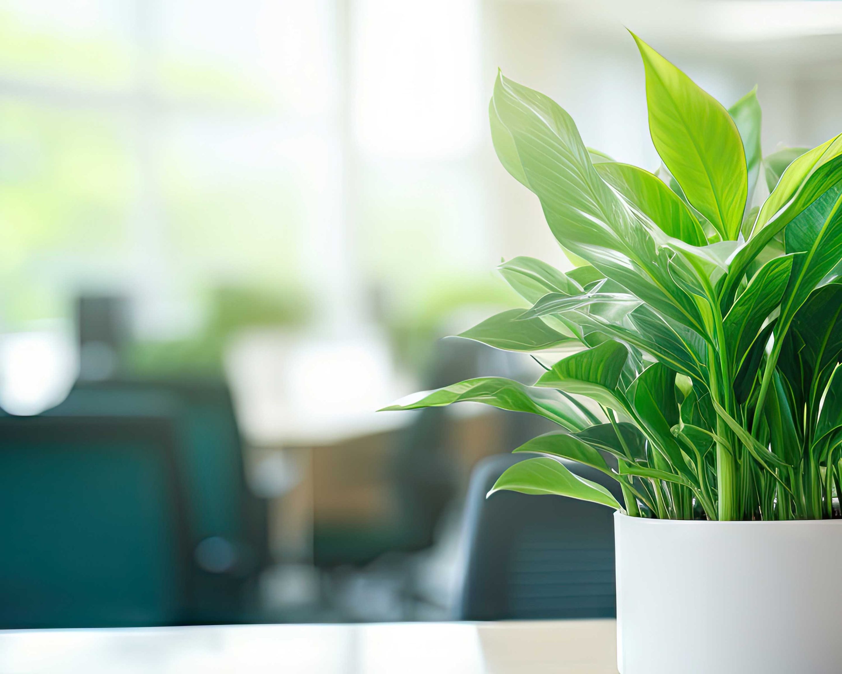 Office Plant